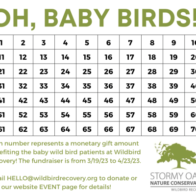Wildbird Recovery’s – Oh, Baby Birds! Spring Fundraiser