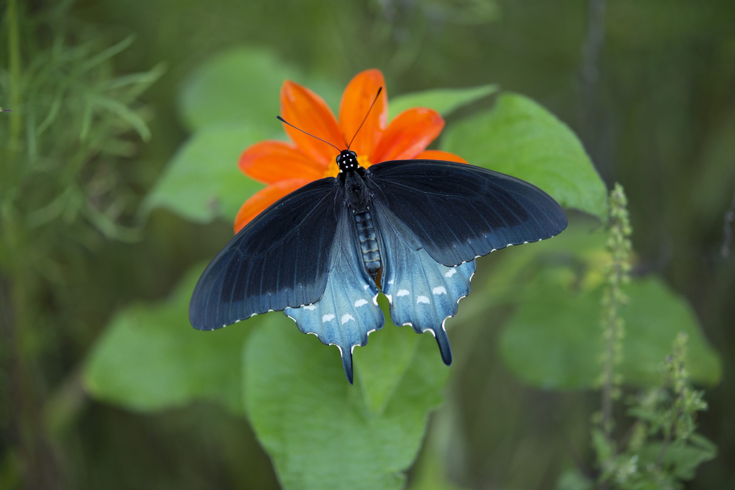 Pinevine Swallowtail taken by Kimberly Vensel